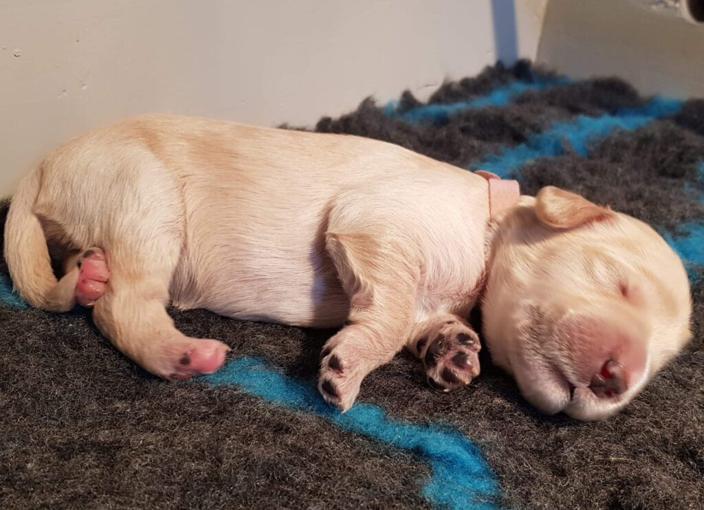 Pup bobbi Bobbi de pup na 1 week