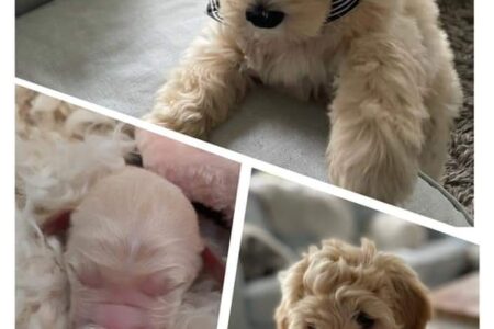 yppup nekew 01