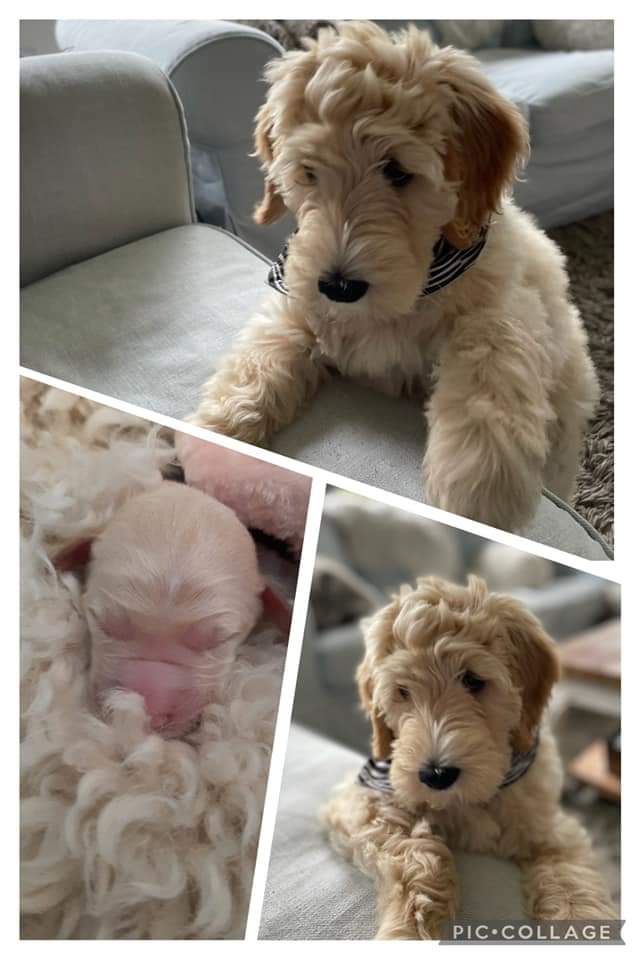 yppup nekew 01